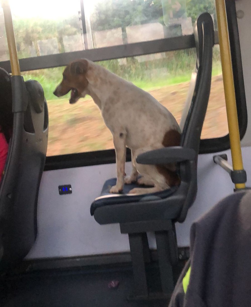 Cachorro ‘pega carona’ em ônibus de Campinas a Monte Mor e diverte passageiros;
