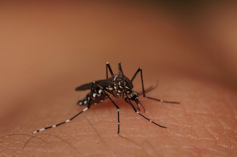Marília confirma primeiras mortes por dengue no ano; criança de 6 anos está entre as vítimas