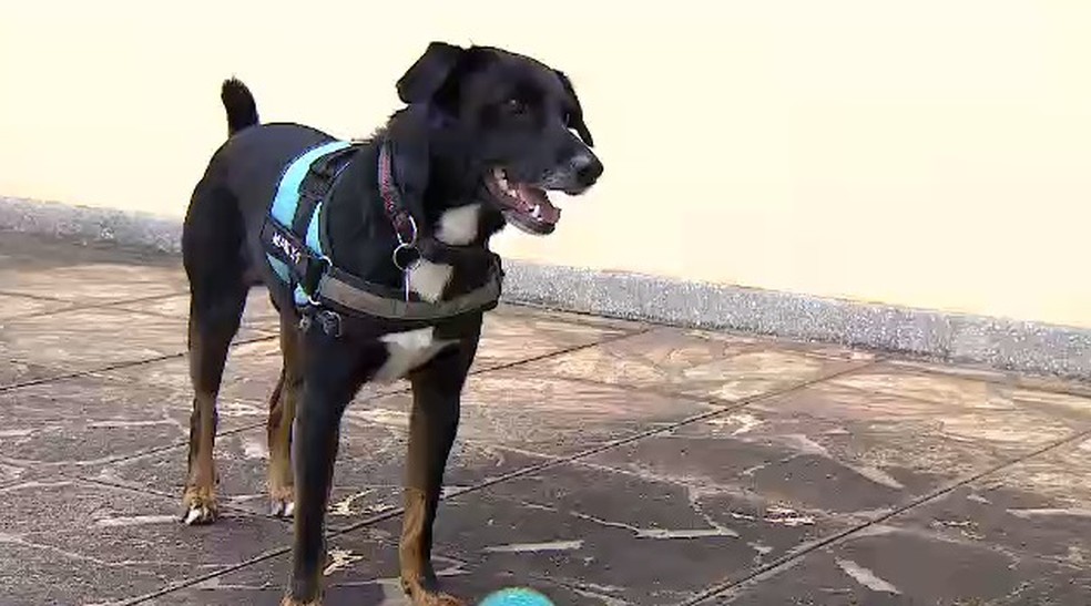 Cachorro vira-lata ajuda perito criminal em investigações no interior de SP