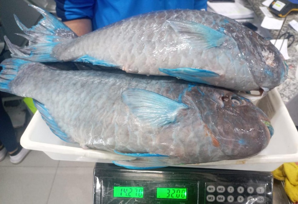 Cinco peixes-papagaios, espécie em perigo de extinção, são encontrados à venda em comércio de Santos, SP