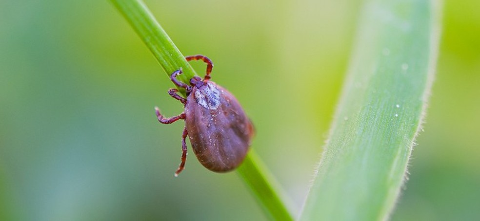 Jundiaí registra 12 casos suspeitos de febre maculosa; duas pessoas estiveram em evento em Campinas