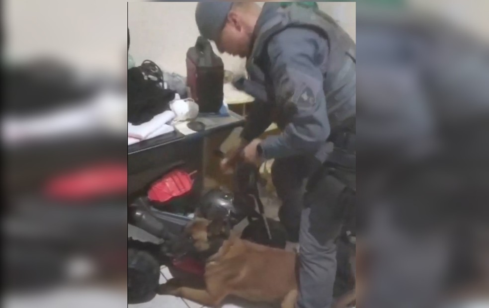 Homem é preso após cão farejador encontrar drogas escondidas em velotrol;