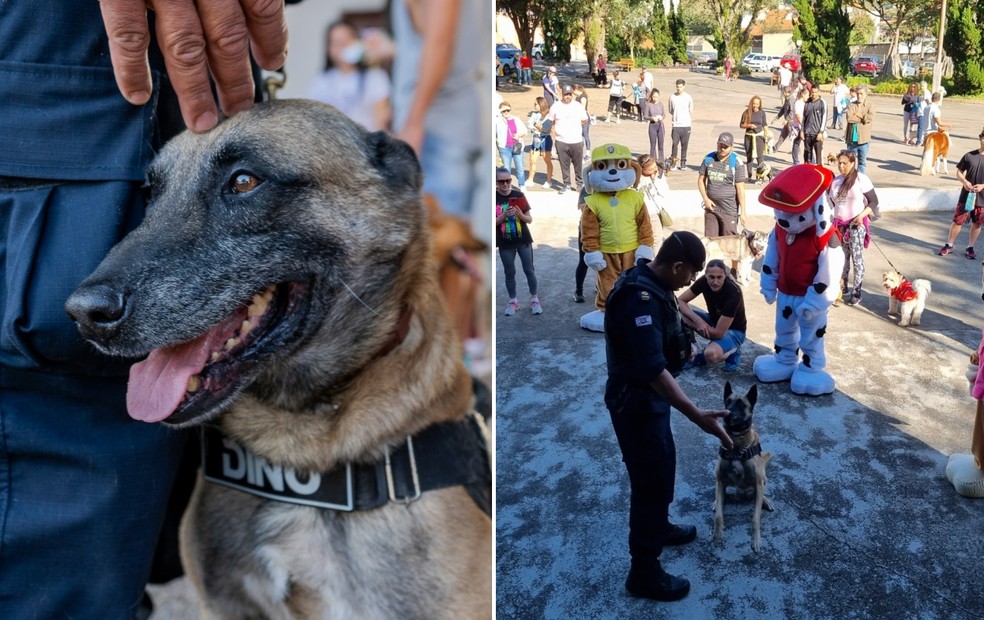 Cão da GCM ganha festa de aposentadoria com cãominhada e presença da Patrulha Canina: ‘Cumpriu sua missão’