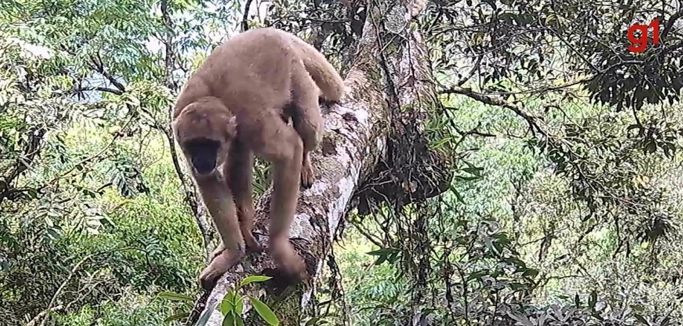 Ameaçados de extinção, muriquis-do-sul são flagrados por câmeras nas copas de árvores em Pindamonhangaba