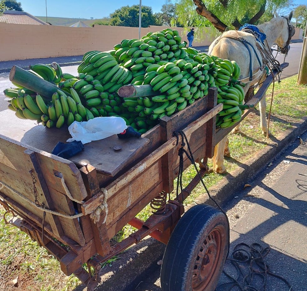 Guarda prende dupla suspeita de furto de cavalo e carroça carregada com bananas em Limeira