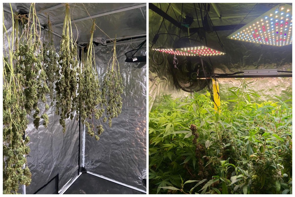 Polícia estoura laboratório usado para cultivo de ‘supermaconha’ em Sorocaba