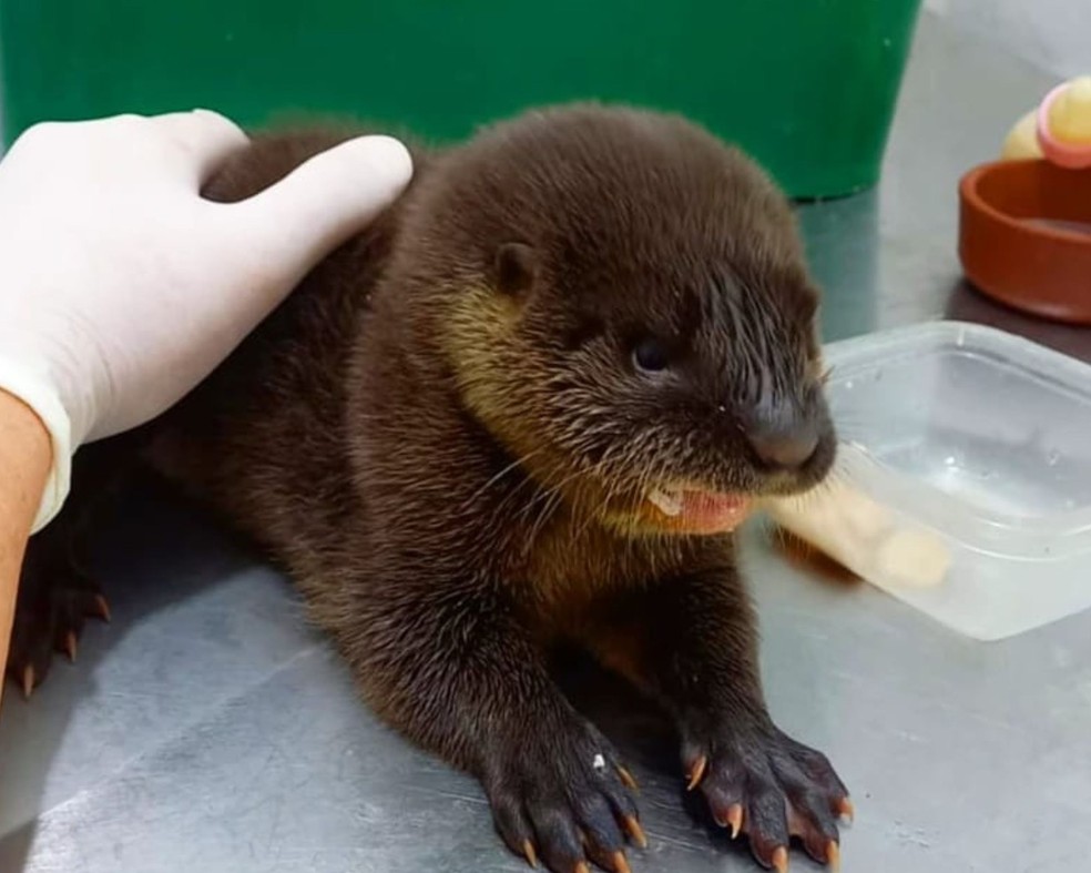 Bebê lontra é encontrada por pescadores em praia no litoral de SP