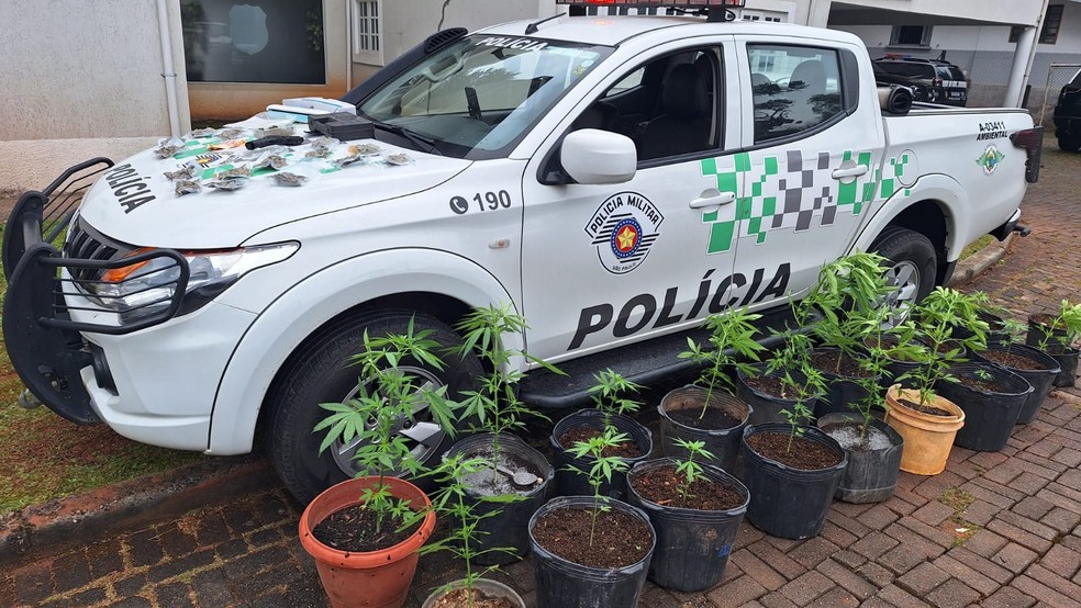 Homem é preso com mais de 20 pés de maconha em casa em Santo Antônio do Pinhal, SP