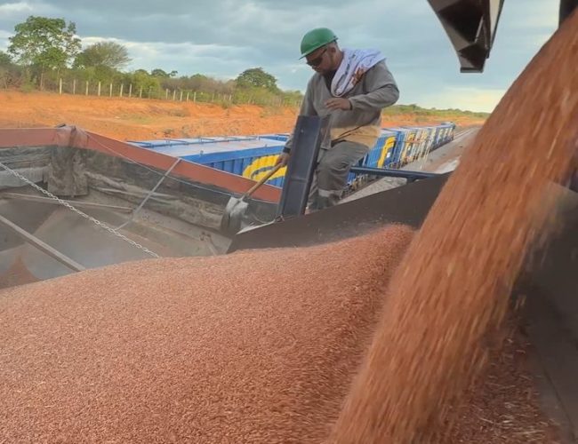 Transnordestina transporta 946 toneladas de sorgo em segundo teste operacional