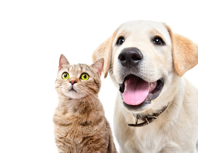 Feira de adoção Pet acontece no Pátio Higienópolis