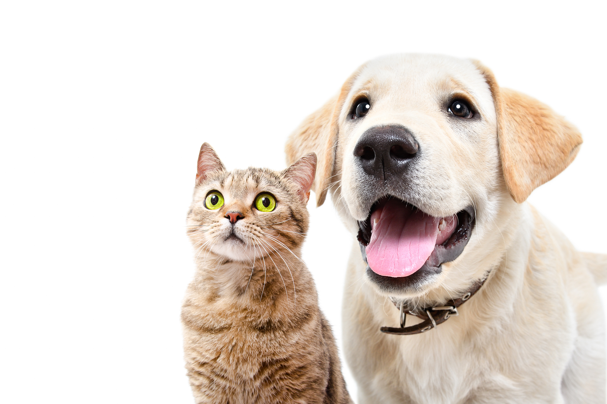 Feira de adoção Pet acontece no Pátio Higienópolis