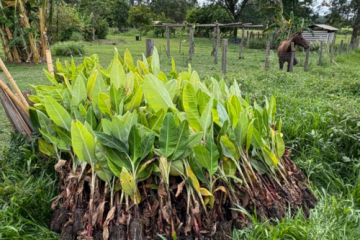 Projeto de Diversificação Agrícola tem início em Monte Alto