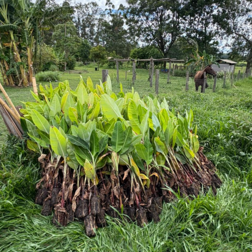Projeto de Diversificação Agrícola tem início em Monte Alto