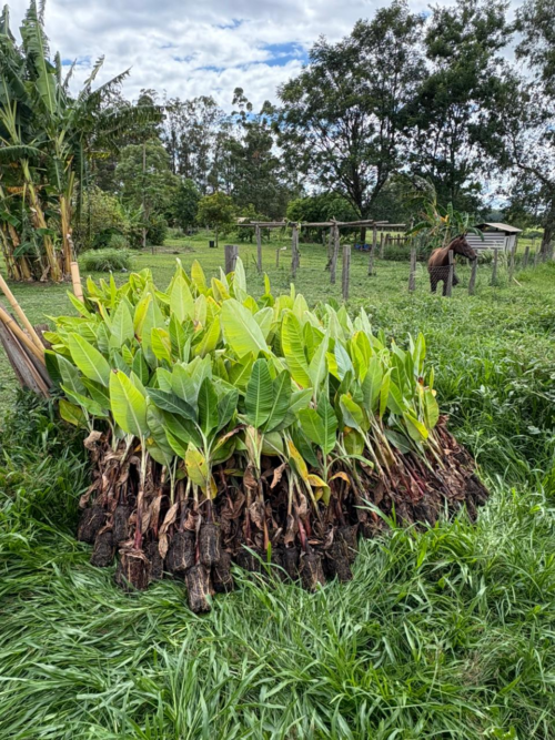 Projeto de Diversificação Agrícola tem início em Monte Alto