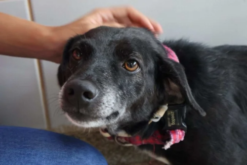 A partir de agora, pets poderão ser enterrados em jazigos familiares em São Paulo, graças à nova Lei “Bob Coveiro” promulgada.