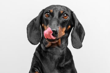 Shopping Pátio Paulista, em parceria com a Ampara Animal, tem oficina de customização de acessórios para pets entrarem na folia