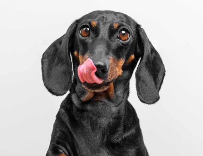 Shopping Pátio Paulista, em parceria com a Ampara Animal, tem oficina de customização de acessórios para pets entrarem na folia
