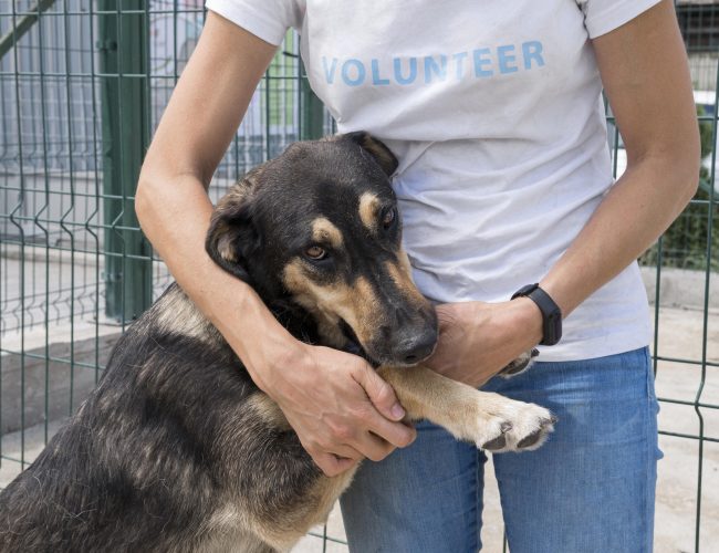 Pet Day no Pátio Paulista promove evento de adoção de cães e gatos em abril