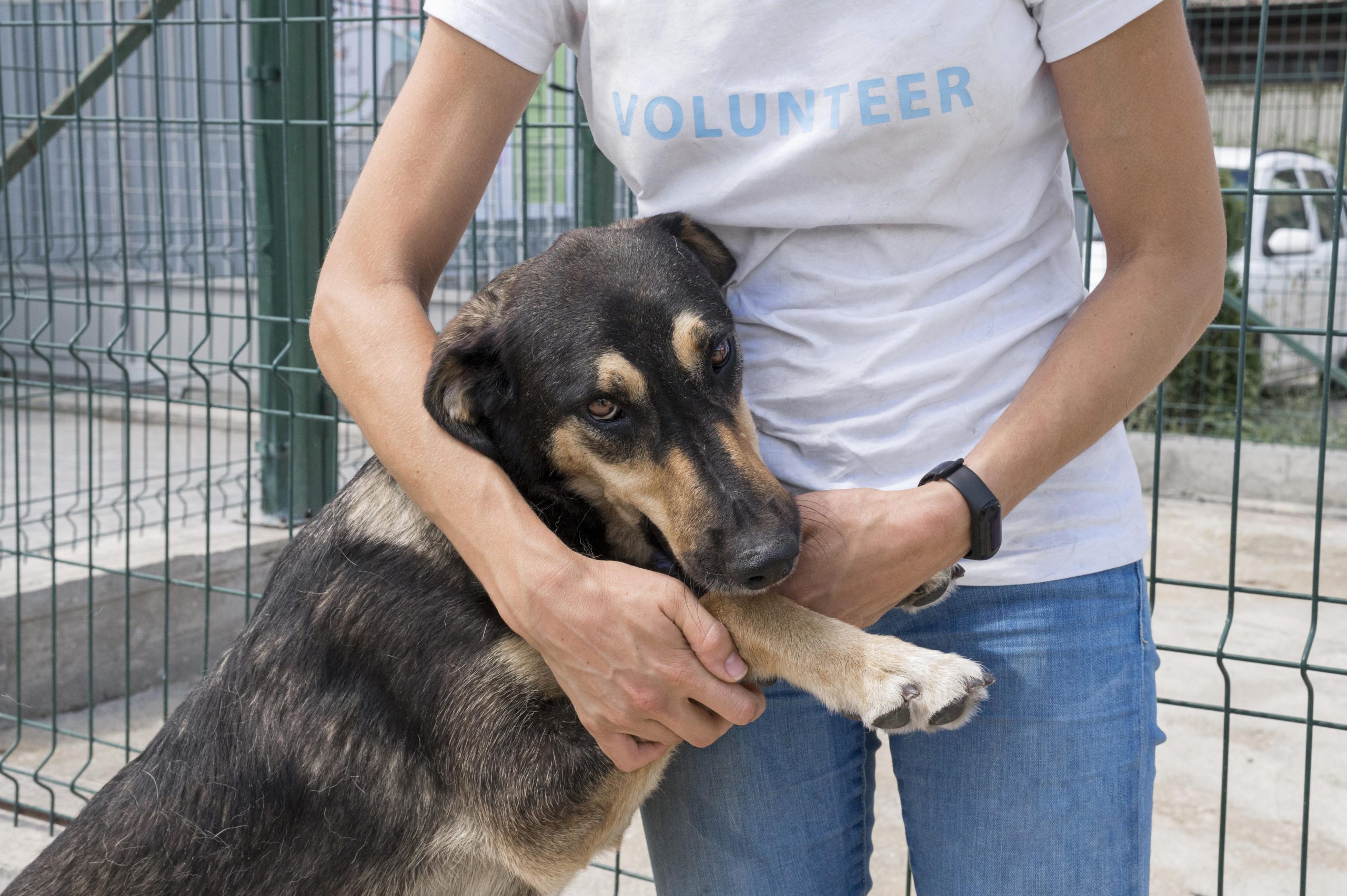 Pet Day no Pátio Paulista promove evento de adoção de cães e gatos em abril