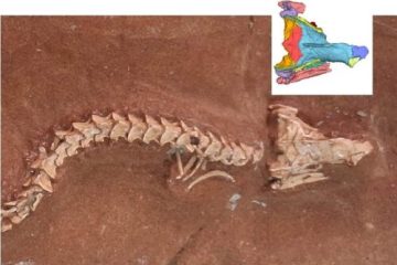 Estudo sobre a origem das serpentes conta com a participação do pesquisador Thiago Schneider Fachini, de Monte Alto, em publicação na Nature
